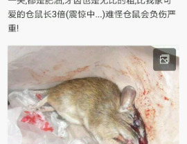 杀死老鼠,揭秘高效杀鼠策略