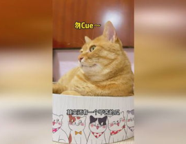 娱乐吃瓜猫,揭秘娱乐圈那些不为人知的幕后故事